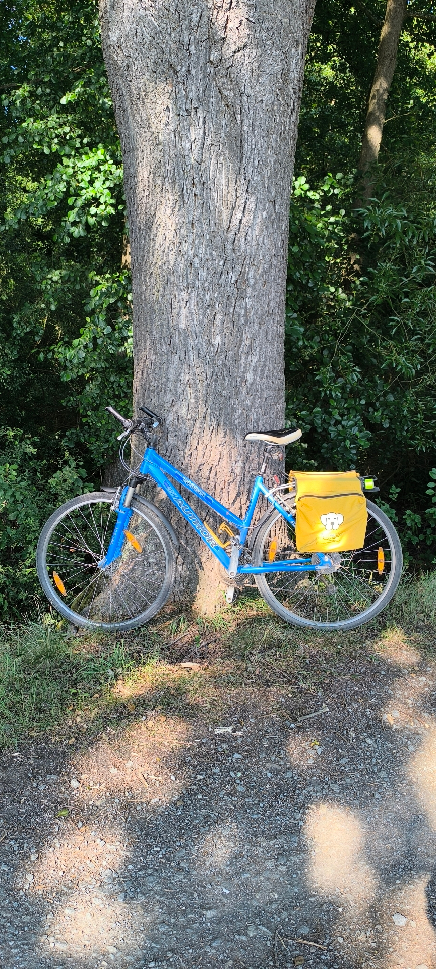 Kolo opřené o kmen stromu na cyklovýletu Třeboňskem